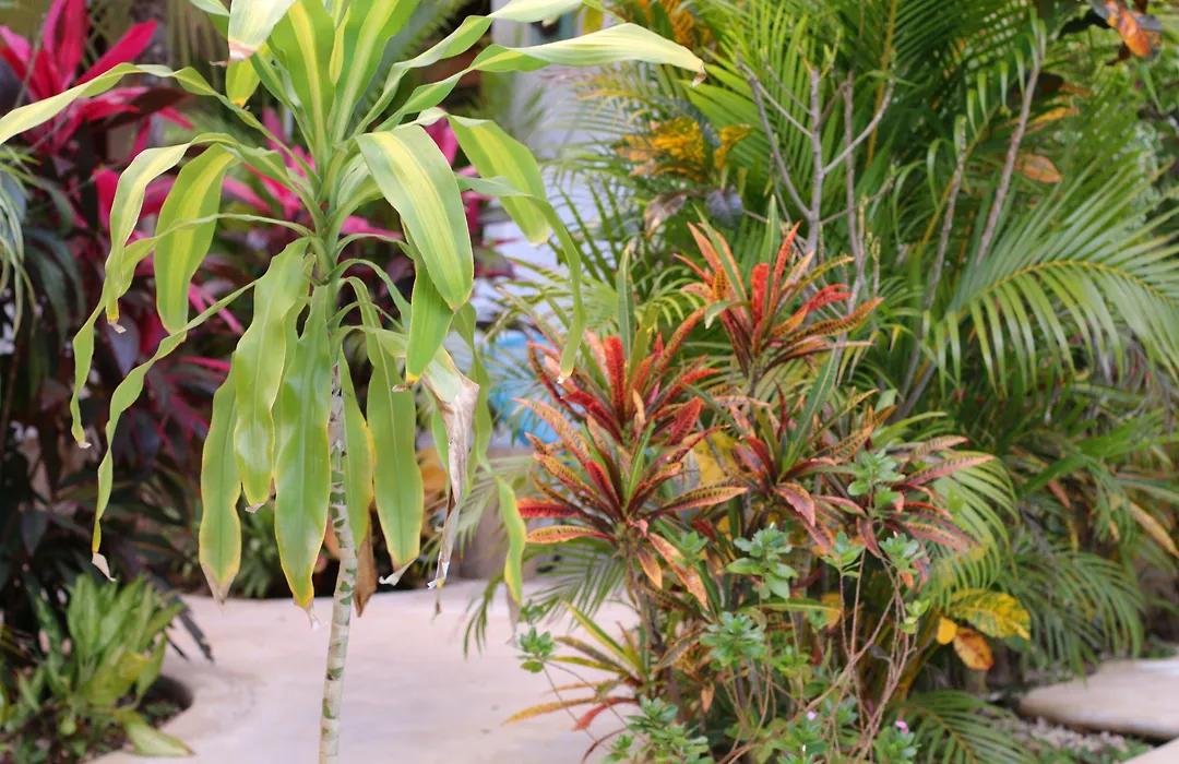 Livetulum-1
