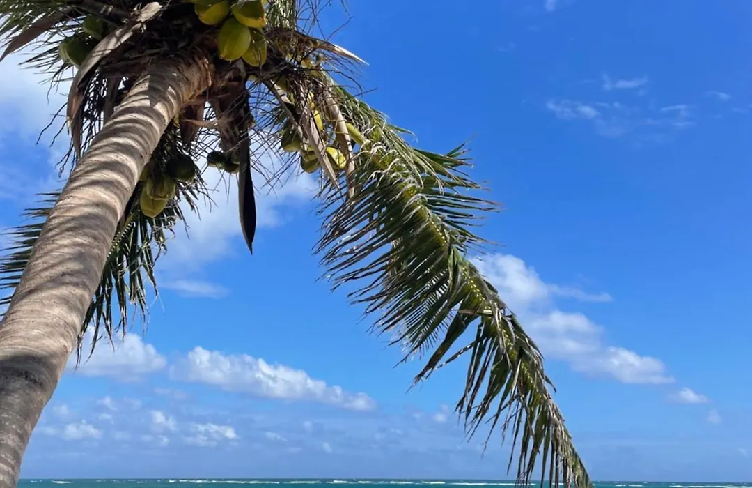 Olas Tulum-1